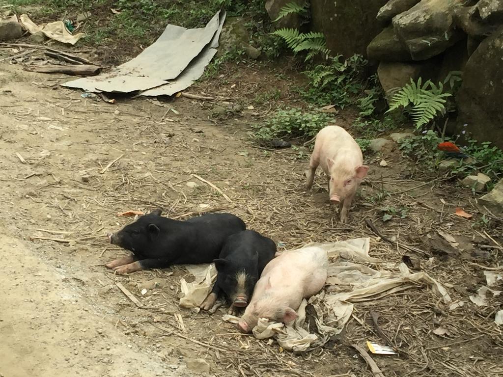 Freedom Homestay & Trekking Sa Pa Buitenkant foto