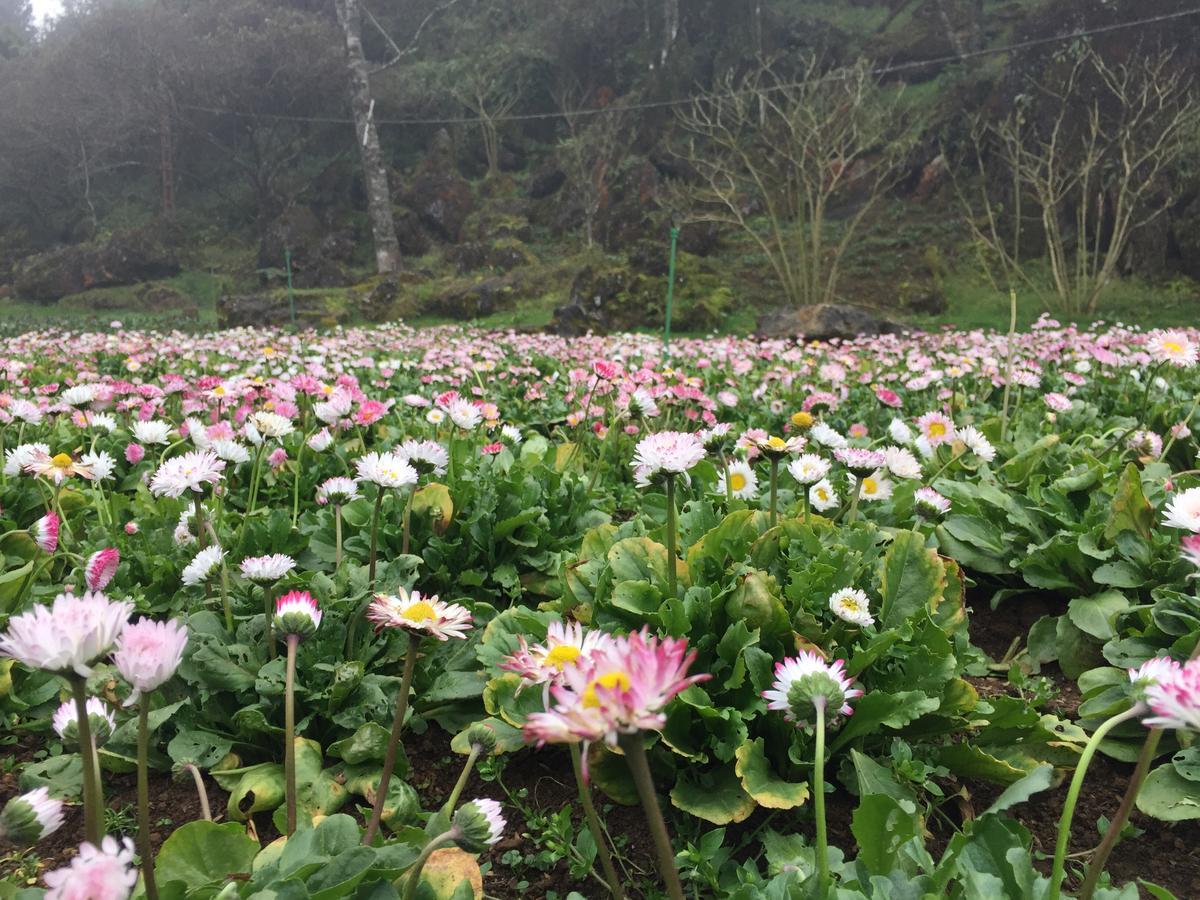 Freedom Homestay & Trekking Sa Pa Buitenkant foto